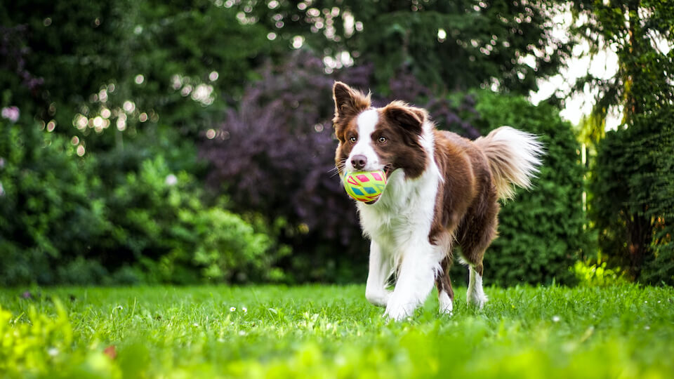 Image of dog running with ball in mouth